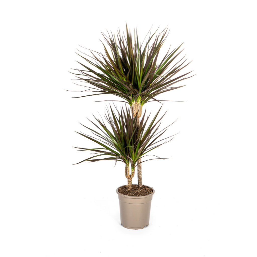 Dracaena Marginata Magenta Ø19cm - ↕70 - 90cm