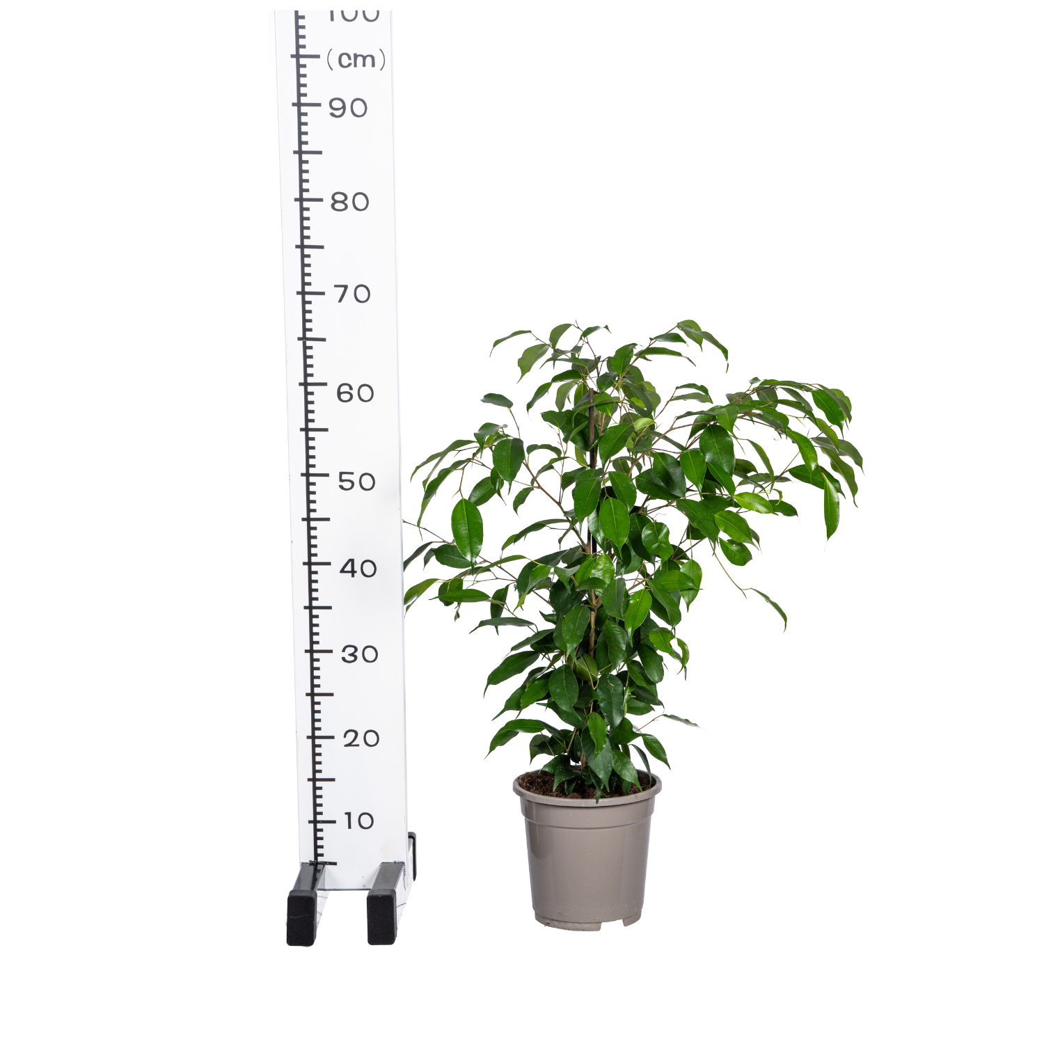 Ficus Benjamina Exotica Ø17cm - ↕60 - 80cm