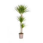 Dracaena Marginata Green Ø24cm - ↕130 - 150cm