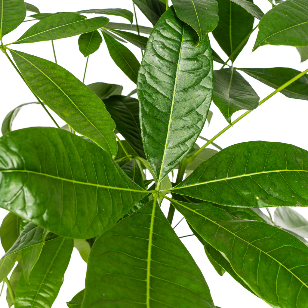 Pachira Aquatica met mand Ø24cm - ↕120 - 140cm