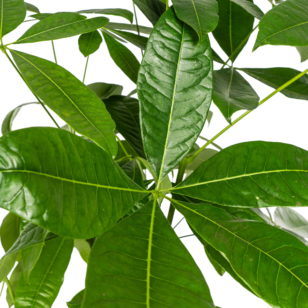 Pachira Aquatica met mand Ø24cm - ↕120 - 140cm