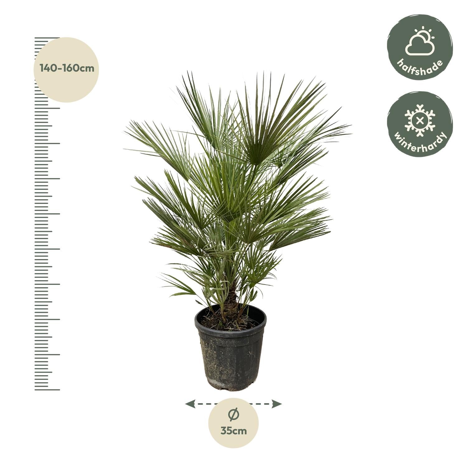 Chamaerops Humilis - 150cm- ø30