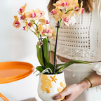 Orchidées Kolibri | Orchidée Phalaenopsis orange en pot de 9 cm de diamètre | Jamaïque | Plante d'intérieur fleurie - fraîchement cueillie