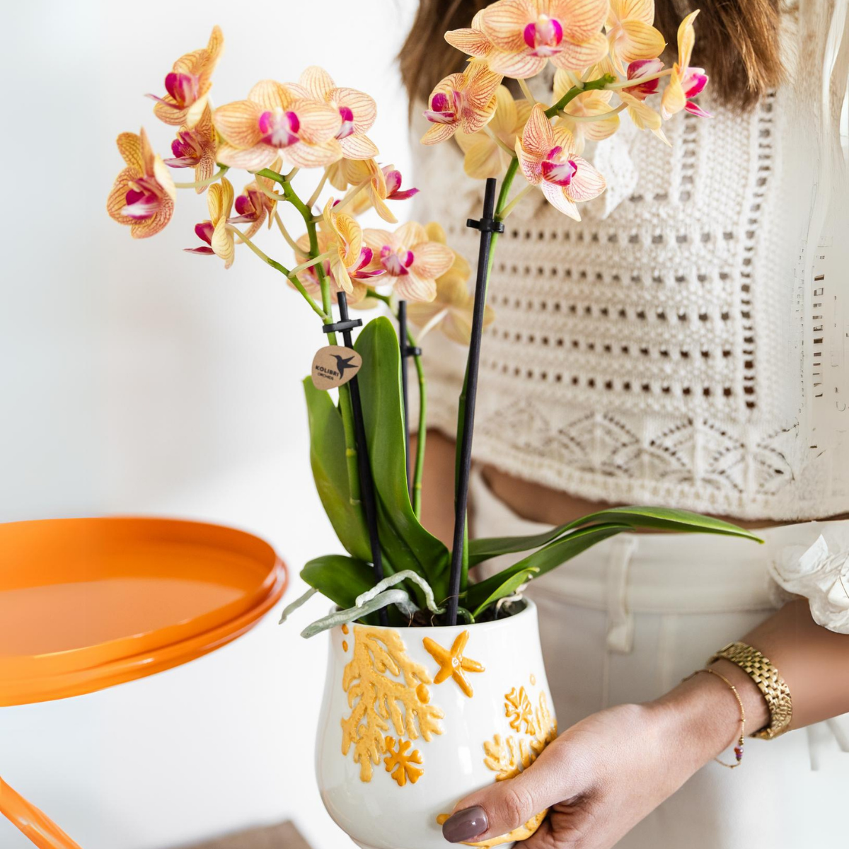 Orchidées Kolibri | Orchidée Phalaenopsis orange en pot de 9 cm de diamètre | Jamaïque | Plante d'intérieur fleurie - fraîchement cueillie