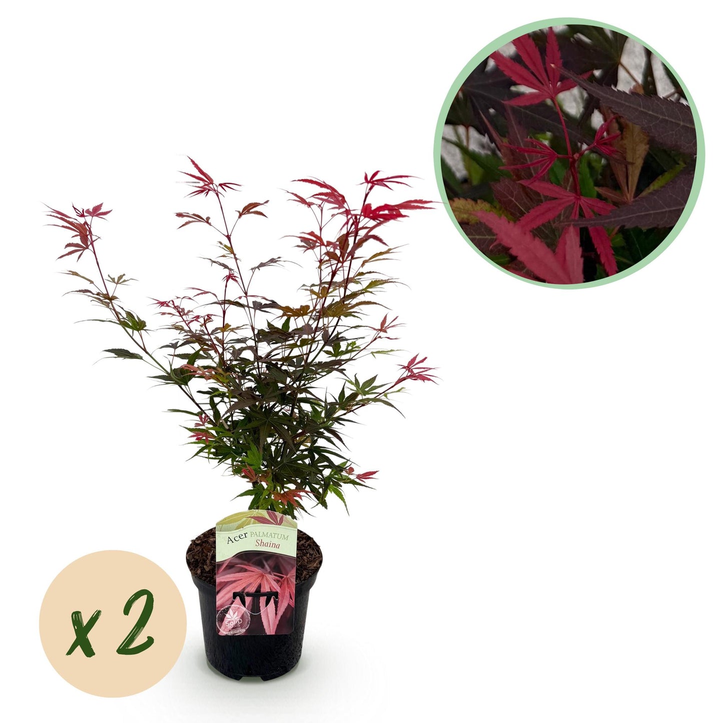 Green boutiQ – Terrassenpflanze – Japanischer Ahorn – Acer palmatum Shaina – Rot – 2 Pflanzen – Laubabwerfend – Topf 19 cm, Höhe 70 cm
