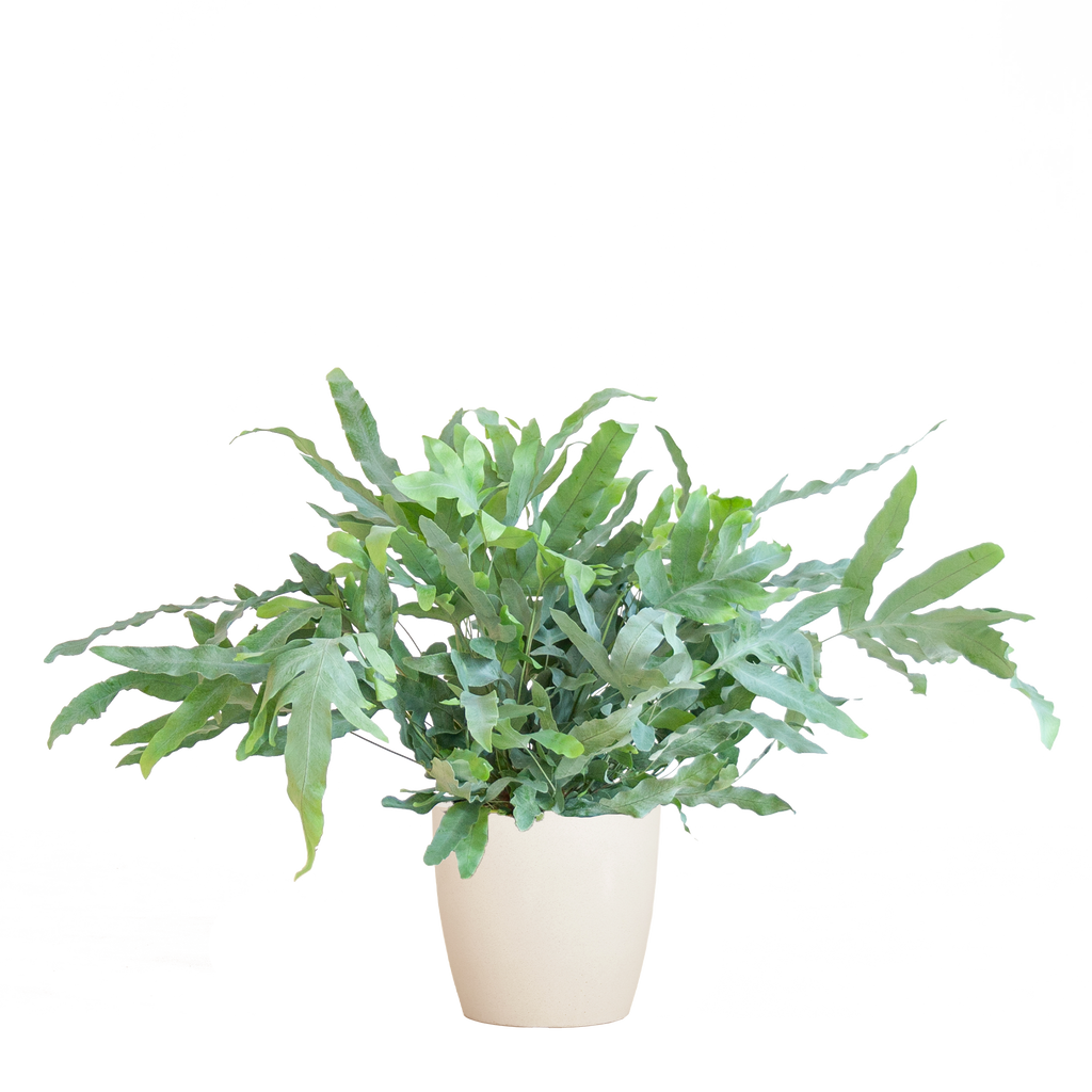 Phlebodium Aureum 'Blue Star' mit Viber weiß - 40cm - Ø17