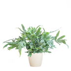 Phlebodium Aureum 'Blue Star' mit Viber weiß - 40cm - Ø17