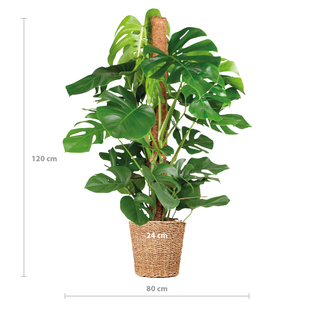 Monstera Deliciosa XL met Torun mand - 120cm - Ø24