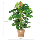 Monstera Deliciosa XL met Torun mand - 120cm - Ø24