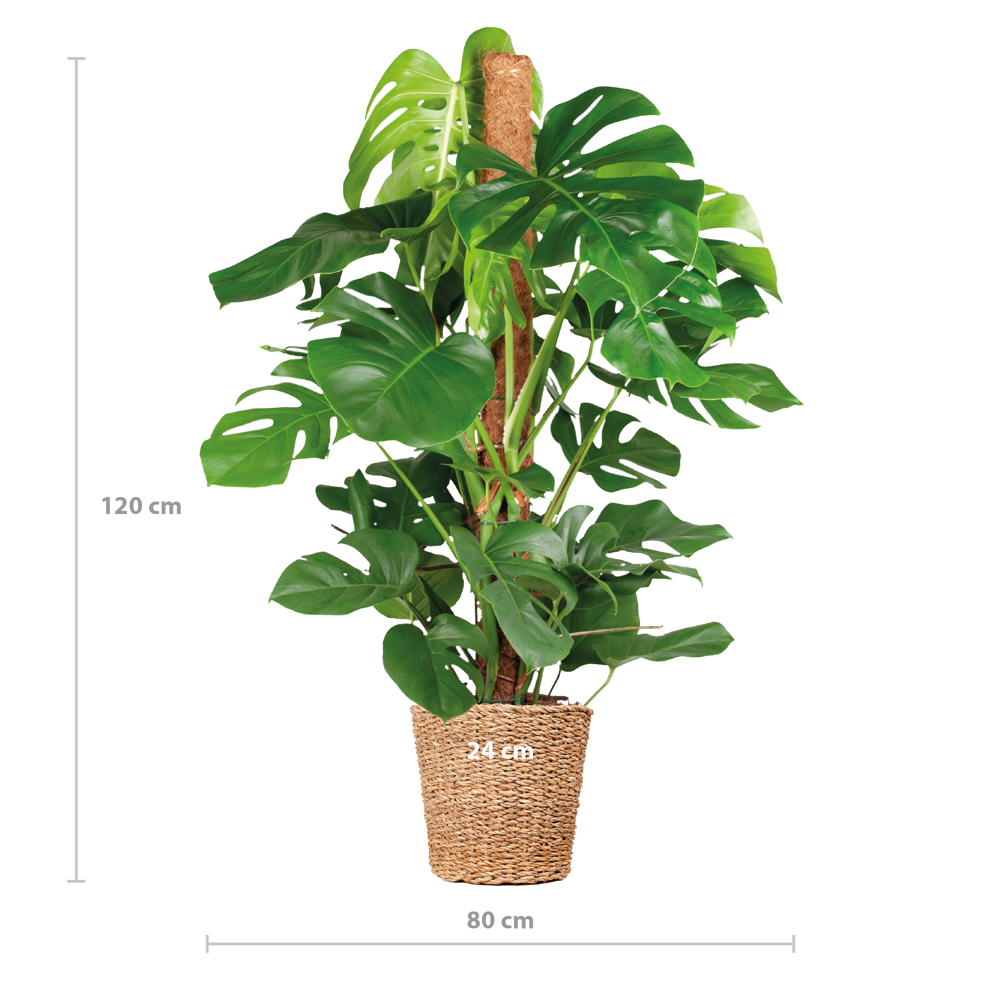 Monstera Deliciosa XL met Torun mand - 120cm - Ø24