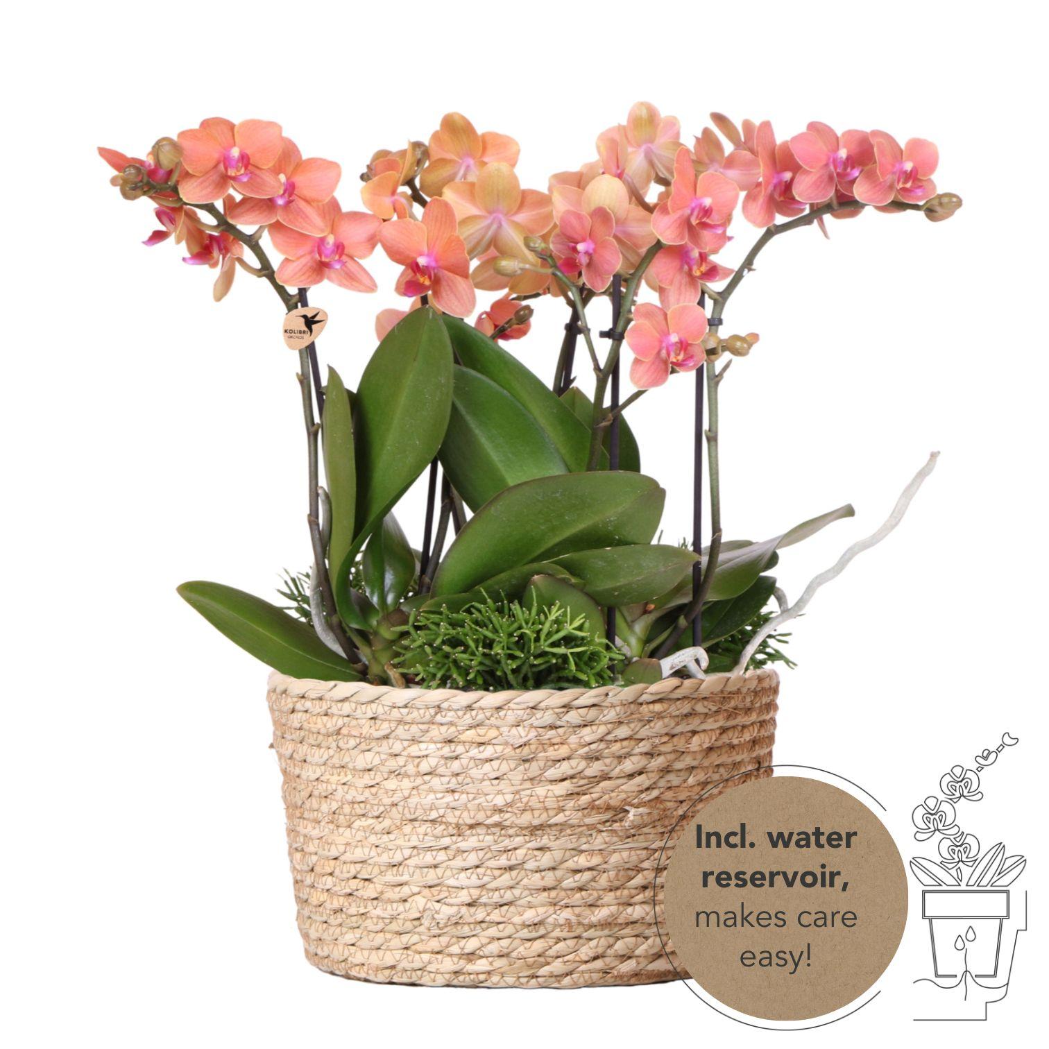 Kolibri Orchids | oranje plantenset in Reed Basket incl. waterreservoir | drie oranje orchideeën Bolzano 9cm en drie groene planten Rhipsalis | Jungle Bouquet oranje met zelfvoorzienend waterreservoir