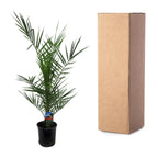 Phoenix Canariensis - 80 cm - Ø14cm
