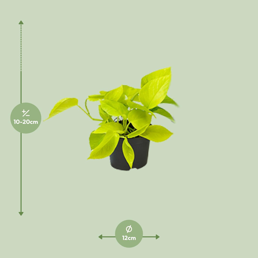 Epipremnum Golden Pothos - Scindapsus - PROMO - Ø12 - ↕15cm