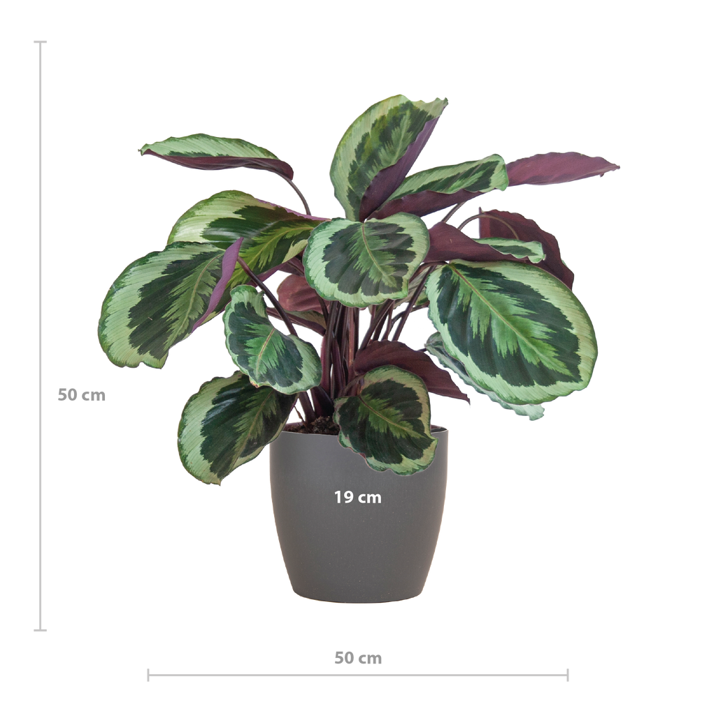 Calathea Medaillon met Viber grijs - 65cm - Ø19