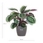 Calathea Medaillon met Viber grijs - 65cm - Ø19