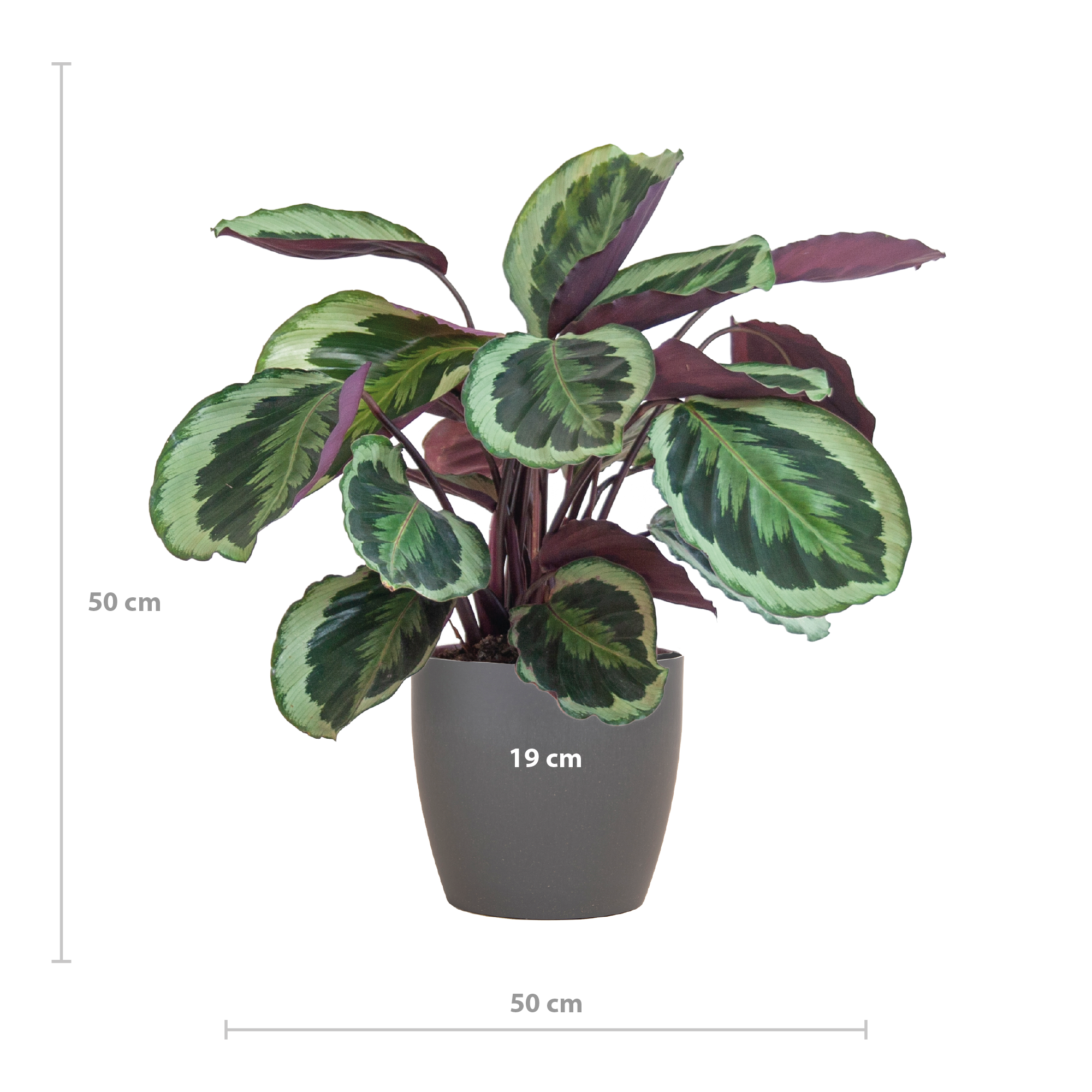 Calathea Medaillon met Viber grijs - 65cm - Ø19