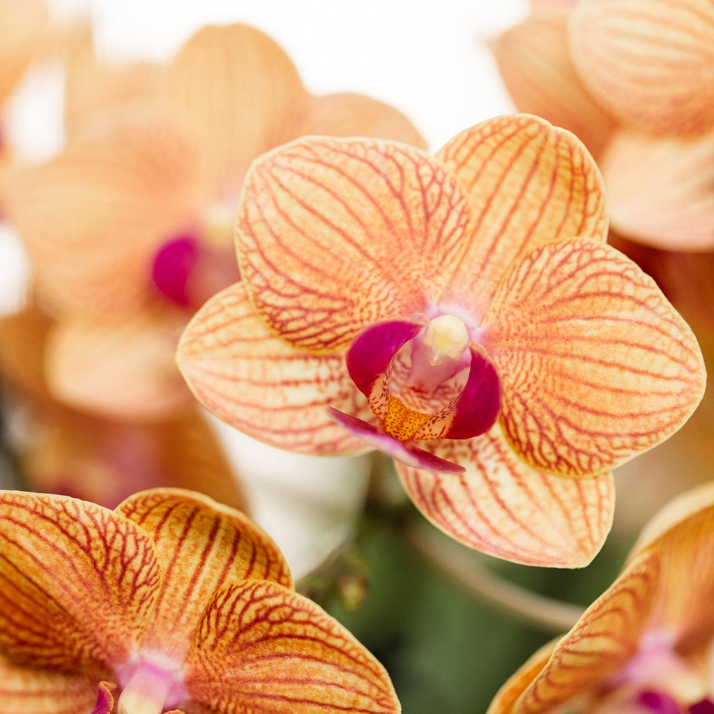 Orchidées Kolibri | Orchidée Phalaenopsis orange en pot de 9 cm de diamètre | Jamaïque | Plante d'intérieur fleurie - fraîchement cueillie