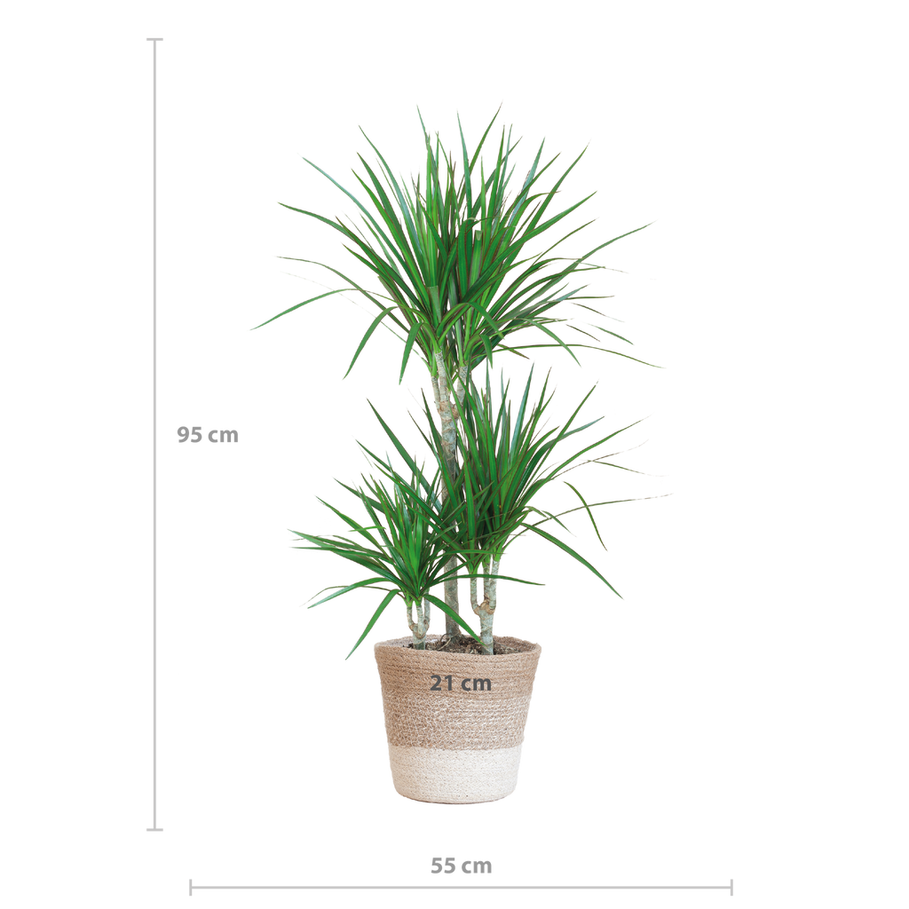 Dracaena Marginata met Lissabon mand wit - 95cm - Ø21
