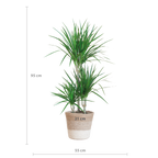 Dracaena Marginata met Lissabon mand wit - 95cm - Ø21