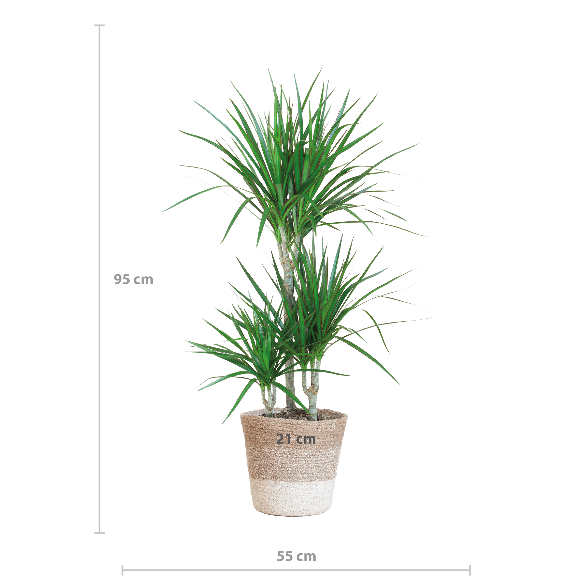 Dracaena Marginata met Lissabon mand wit - 95cm - Ø21