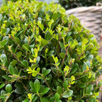 2x Ilex crenata 'Jenny' bol in houten pot | set van 2 stuks | 20 cm Ø diameter