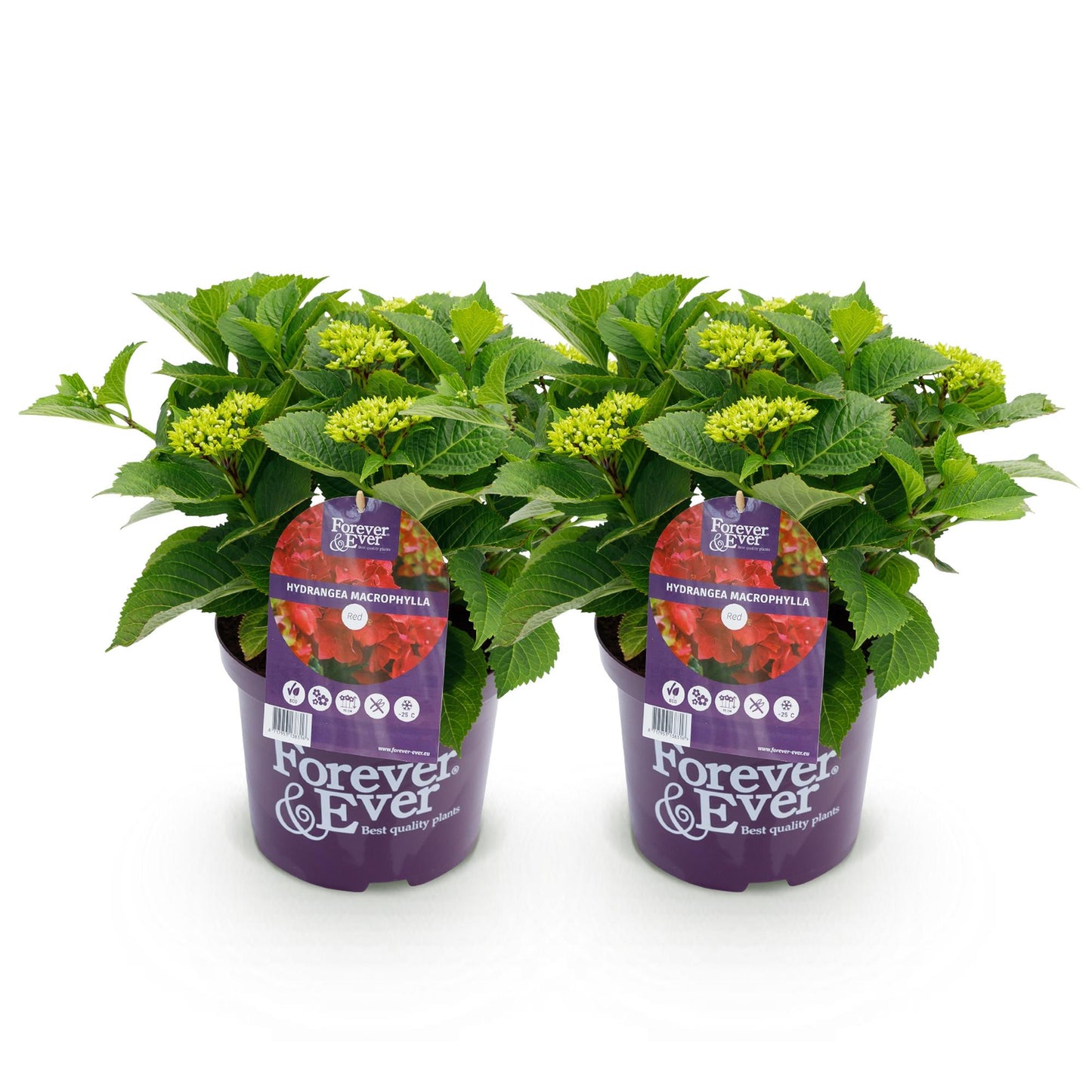 Green boutiQ – Terrassenpflanze – Hortensie – Hydrangea Forever &amp; Ever – Rot – 7–12 Blüten – 2 Pflanzen – Topf 23 cm, Höhe 55 cm