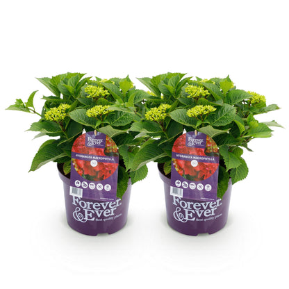 Green boutiQ – Terrassenpflanze – Hortensie – Hydrangea Forever &amp; Ever – Rot – 7–12 Blüten – 2 Pflanzen – Topf 23 cm, Höhe 55 cm