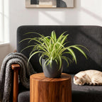Green boutiQ - Kamerplant - Chlorophytum comosum Variegatum - Bonte Graslelie - Huisdiervriendelijke Plant - Groen - 1 Plant - met Potter Grijs - Pot 12cm - Hoogte 20cm