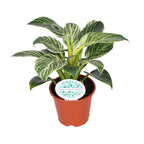 Philodendron Birkin - Ø14cm - ↕25cm