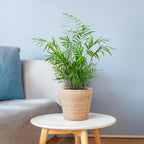 Chamadorea Elegans met Sofia mand naturel - 55cm - Ø17