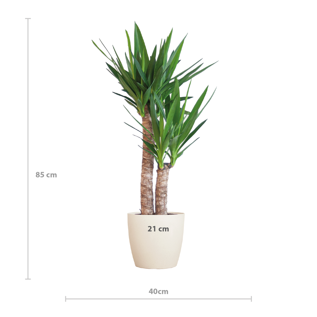 Yucca Elephantipes met Viber wit - 90cm - Ø21