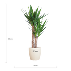 Yucca Elephantipes met Viber wit - 90cm - Ø21