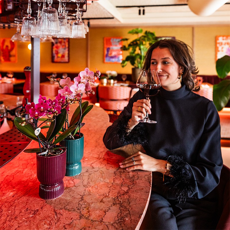 Orchidée colibri | Orchidée phalaenopsis violette, pot de 9 cm de diamètre | Chamonix | Plante d'intérieur fleurie - fraîchement cueillie