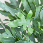 Phlebodium Aureum 'Blue Star' mit Viber-Grau – 40 cm – Ø17