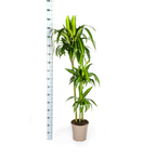 Dracaena Deremensis Hawaiian Sunshine met mand Ø24cm - ↕130 - 150cm