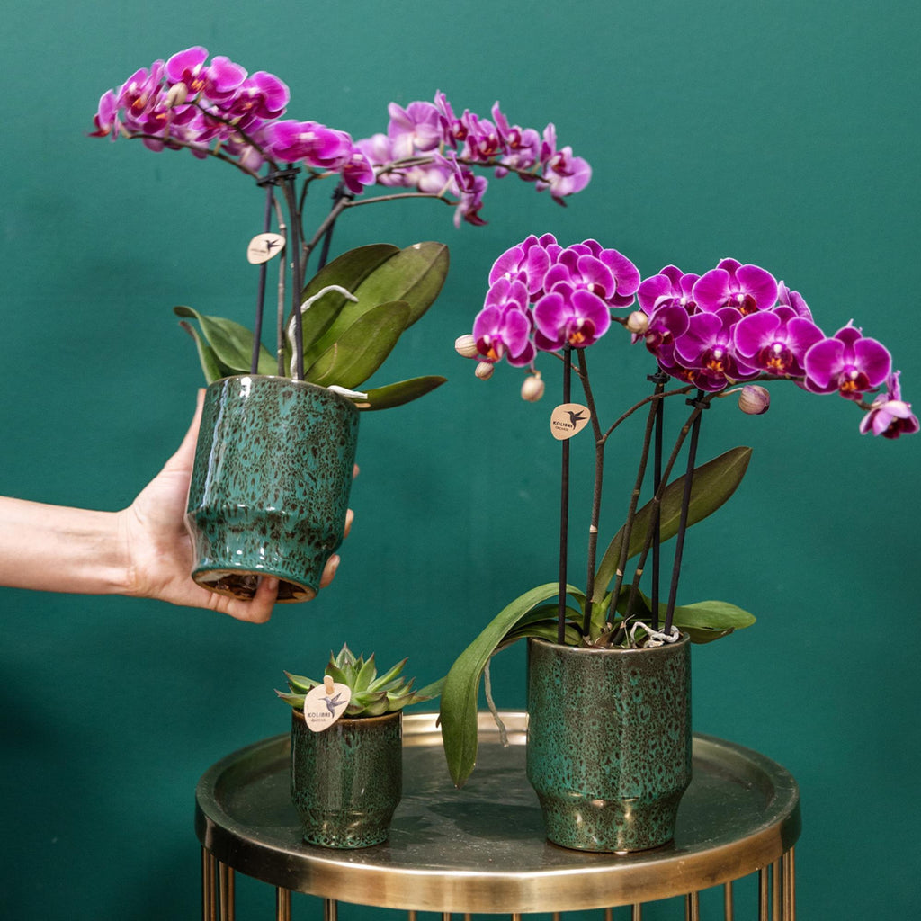 Orchidées Kolibri | Orchidée phalaenopsis violette, pot de 9 cm de diamètre | Morelia | Plante d'intérieur fleurie - fraîchement cueillie