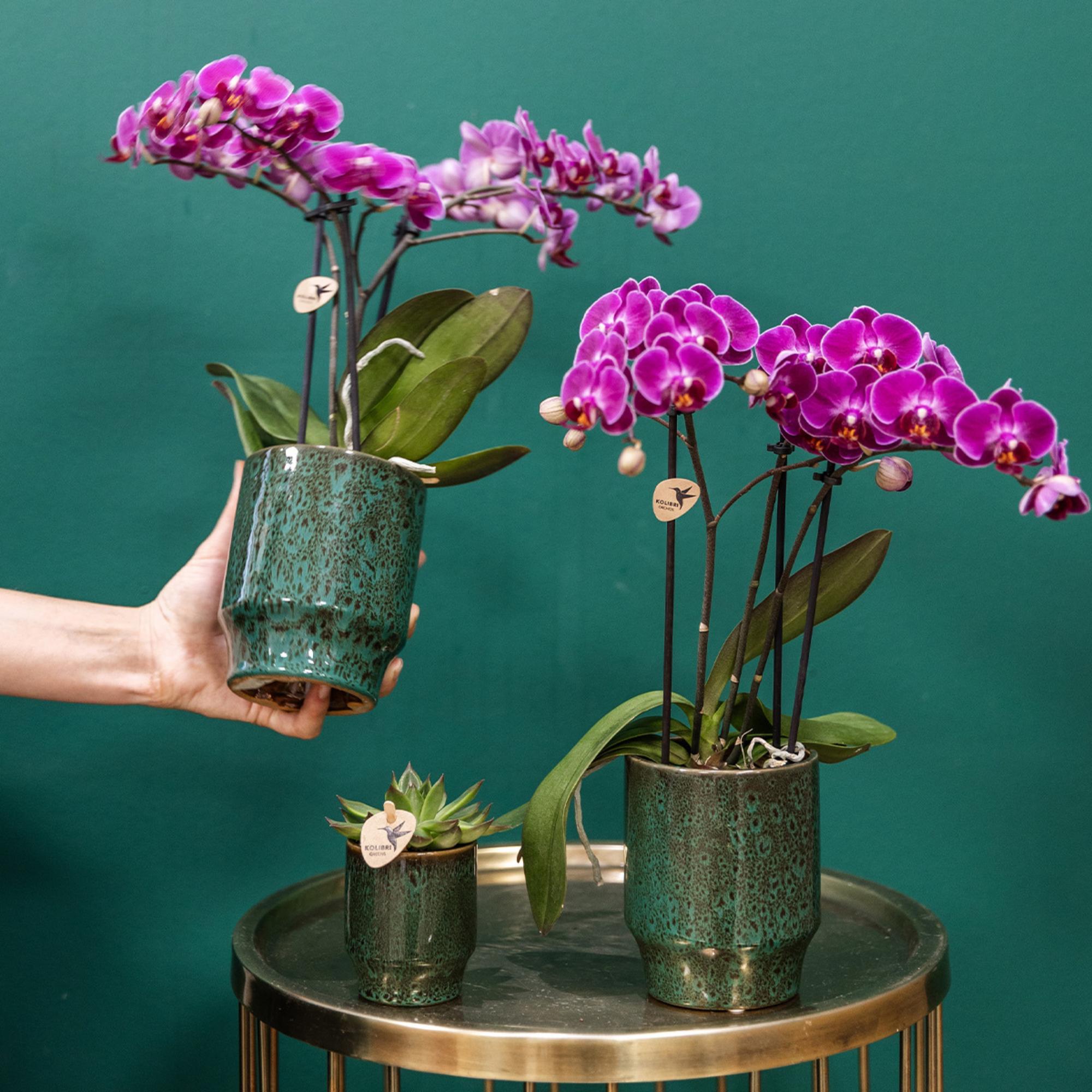 Orchidées Kolibri | Orchidée phalaenopsis violette, pot de 9 cm de diamètre | Morelia | Plante d'intérieur fleurie - fraîchement cueillie