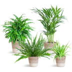 Diervriendelijke plantenset