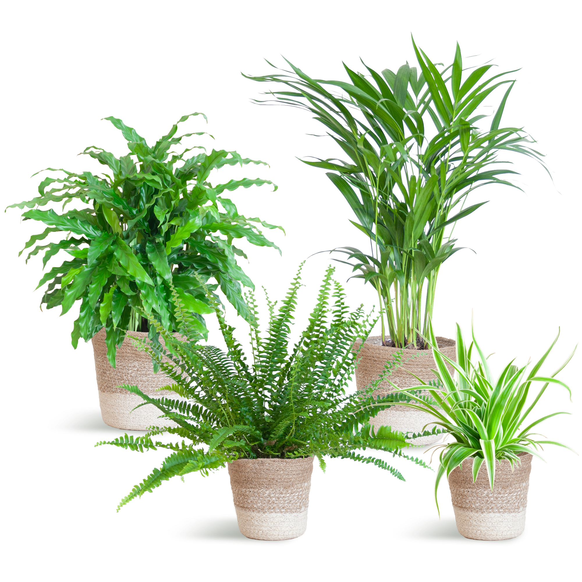 Diervriendelijke plantenset