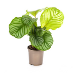 Calathea Orbifolia Ø17cm - ↕40 - 50cm