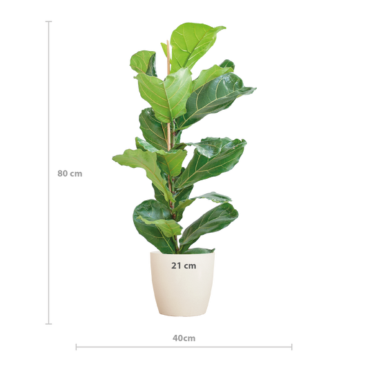 Ficus Lyrata met Viber pot wit - 80cm - Ø21