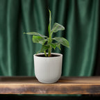 Musa Tropicana 12cm - Ø12cm - ↕27cm