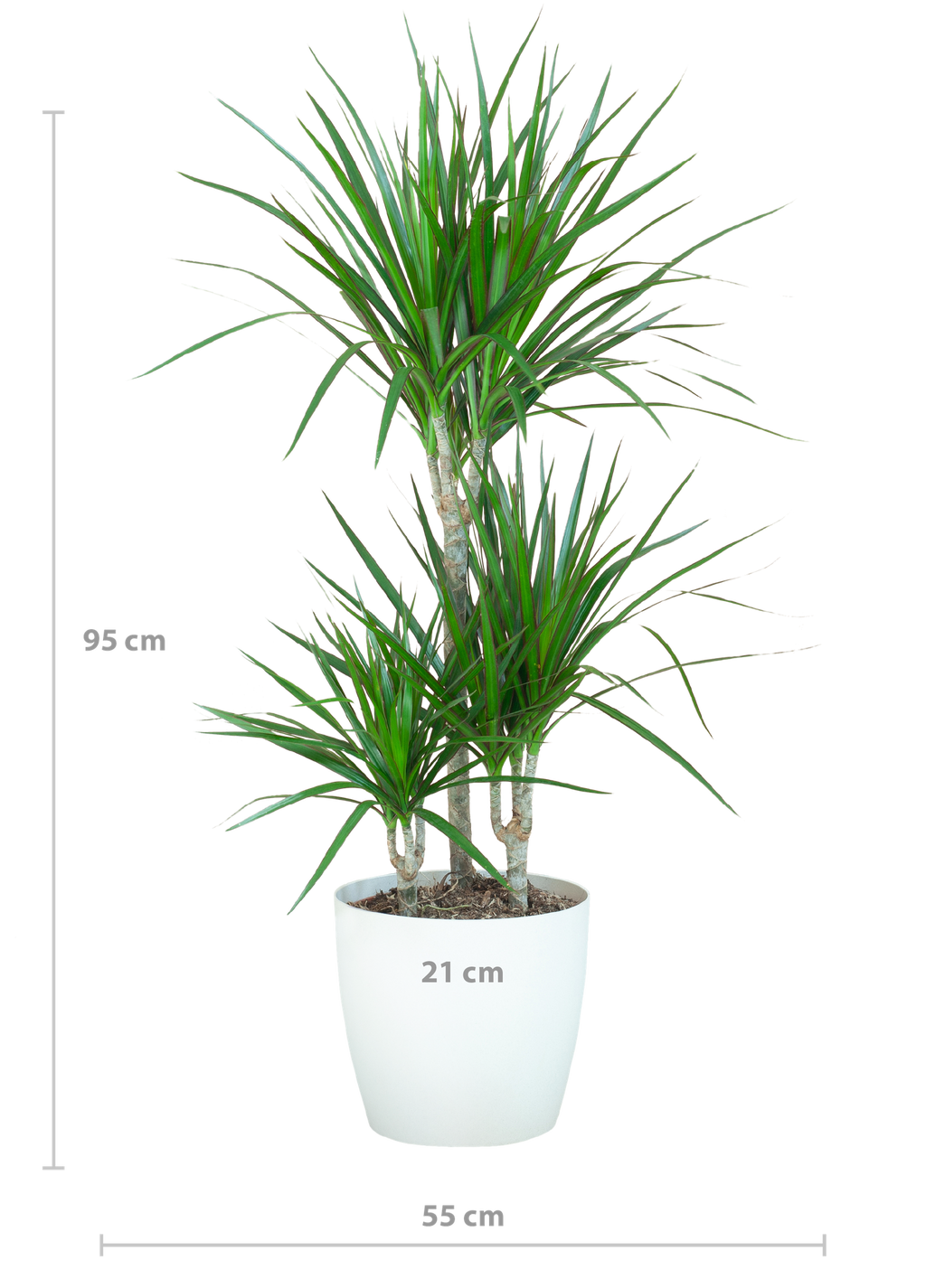 Dracaena Marginata met Viber wit - 95cm - Ø21