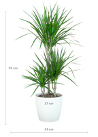 Dracaena Marginata met Viber wit - 95cm - Ø21
