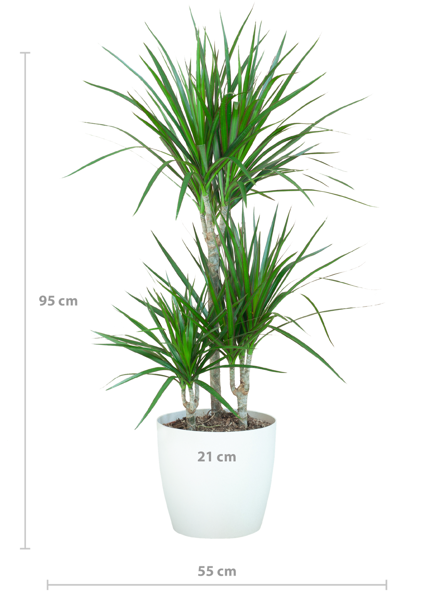 Dracaena Marginata met Viber wit - 95cm - Ø21