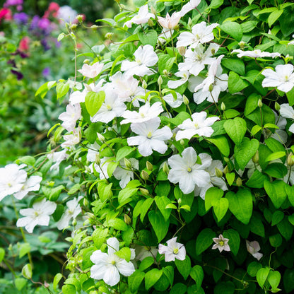 Green boutiQ – Kletterpflanze – Clematis Madame Le Coultre – weiße Blüte – pflegeleicht – 2 Pflanzen – Topf 11 cm, Höhe 40 cm