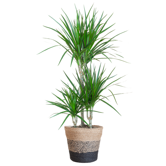 Dracaena Marginata met Lissabon mand zwart - 95cm - Ø21