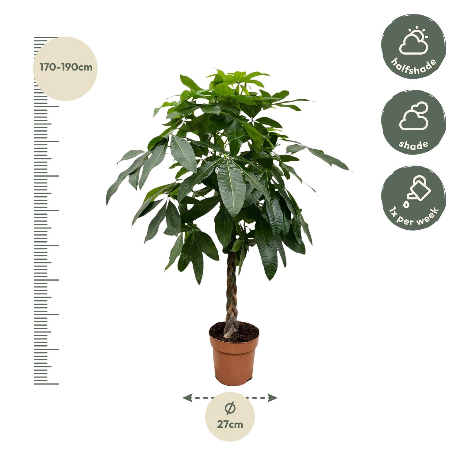 Pachira Aquatica - 170 cm - ø27