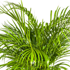 Dypsis Areca Lutescens met mand Ø24cm - ↕120 - 140cm