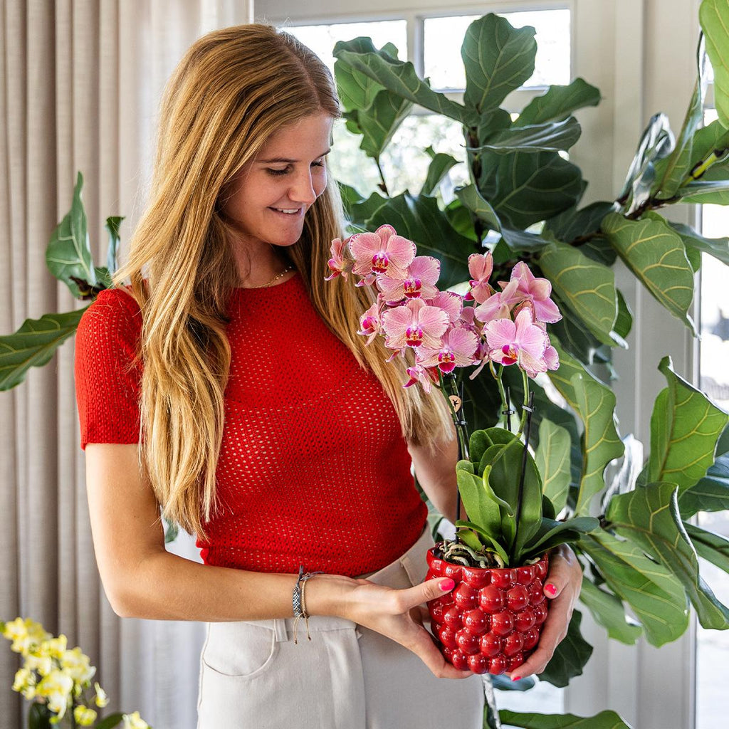Kolibri Orchids | Oranje roze Phalaenopsis orchidee - Jewel Pirate Picotee - potmaat Ø12cm  bloeiende kamerplant - vers van de kweker